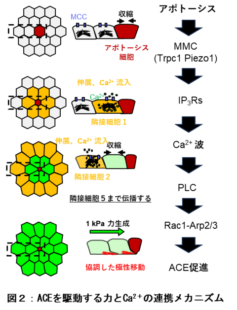 【プレスリリース】生命維持のために細胞社会の秩序を守る新たな仕組みを解明　不要な細胞を排除する