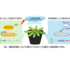 【プレスリリース】高湿度下での葉内の水集積をめぐる植物と病原細菌の攻防を解明 気孔を開いて水を排出させる酵素の遺伝子発現が標的だった ～気候変動時代の病害防除への貢献に期待～