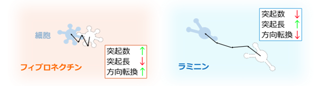 膠芽腫細胞は「力の向き」をそろえて移動する ～がん細胞の方向安定性を捉える新たな物理指標「Mechanical polarity」を提案～