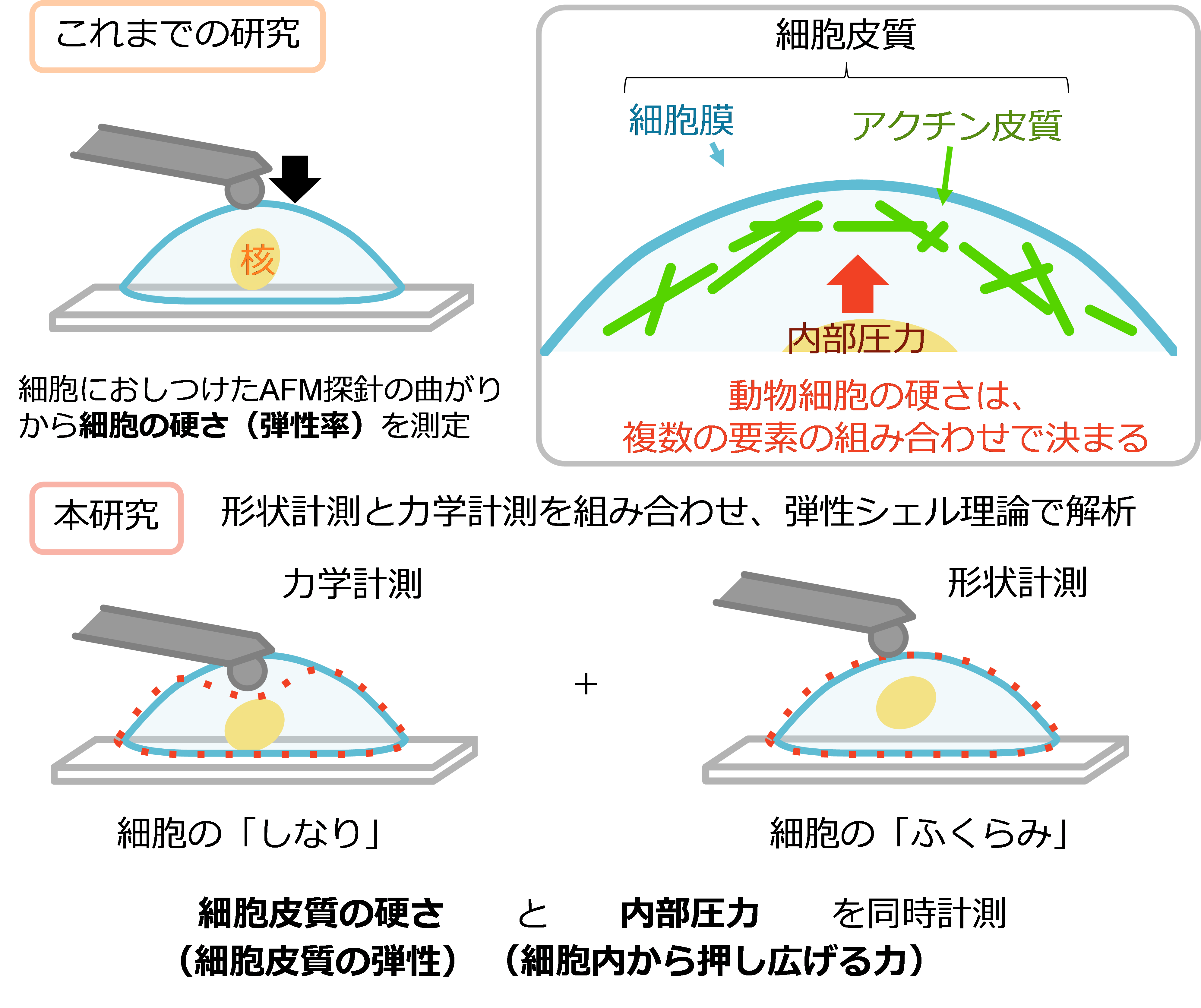 薄い殻（シェル）のように力を支える細胞構造を明らかに ～細胞の硬さと内部圧力の同時評価に成功～