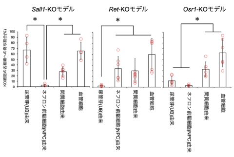 <em>Osr1</em>欠損マウスを用いた異種間胚盤胞補完法により、 マウス体内でラットの腎臓を持つキメラ動物の作製に成功 ～腎臓再構築の新たな基盤を提示～