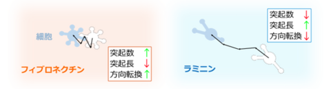 膠芽腫細胞は「力の向き」をそろえて移動する ～がん細胞の方向安定性を捉える新たな物理指標「Mechanical polarity」を提案～