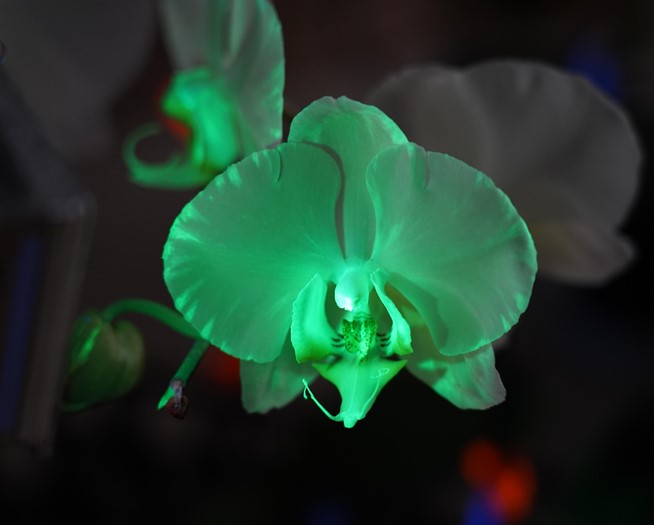 Glowing Phalaenopsis Orchid